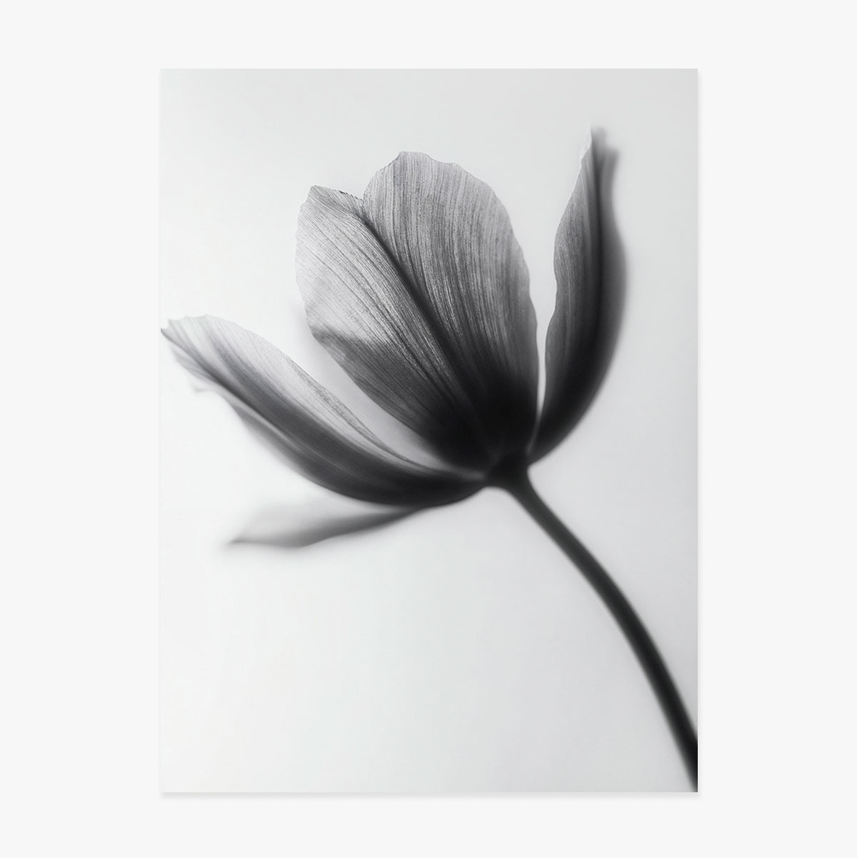 Affiche « Fleur en noir et blanc »
