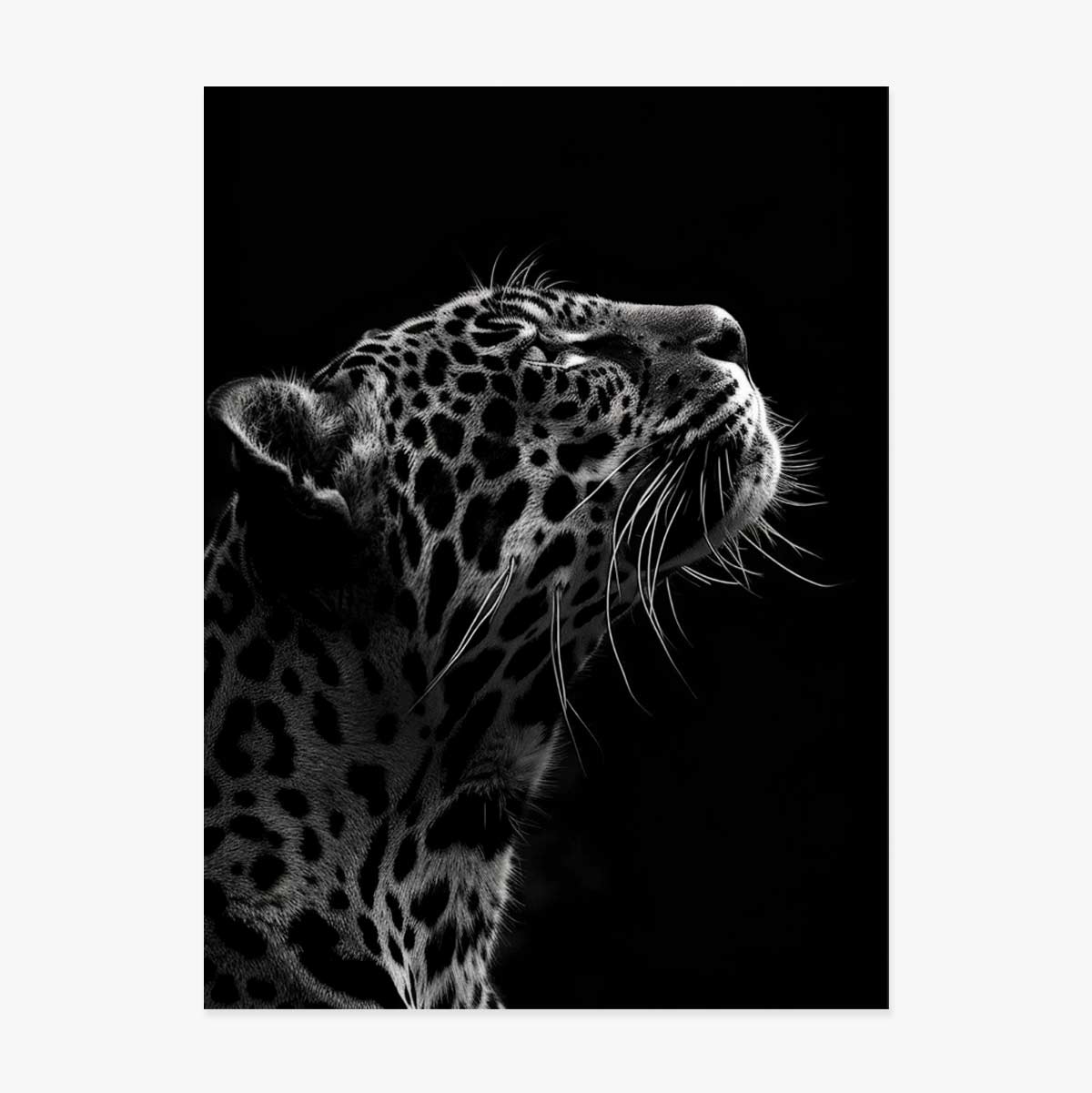 Affiche « Black and White Jaguar »