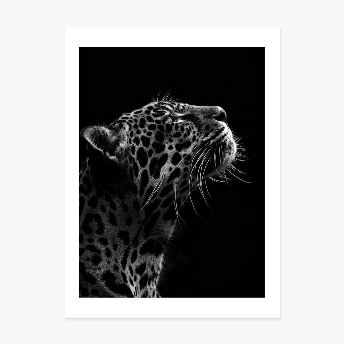 Affiche « Black and White Jaguar »