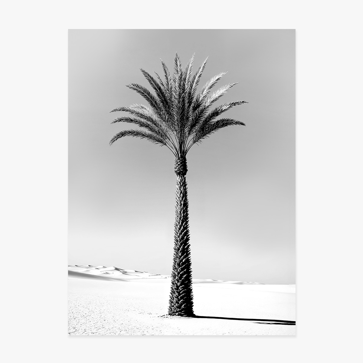 Affiche « Palmier en noir et blanc »