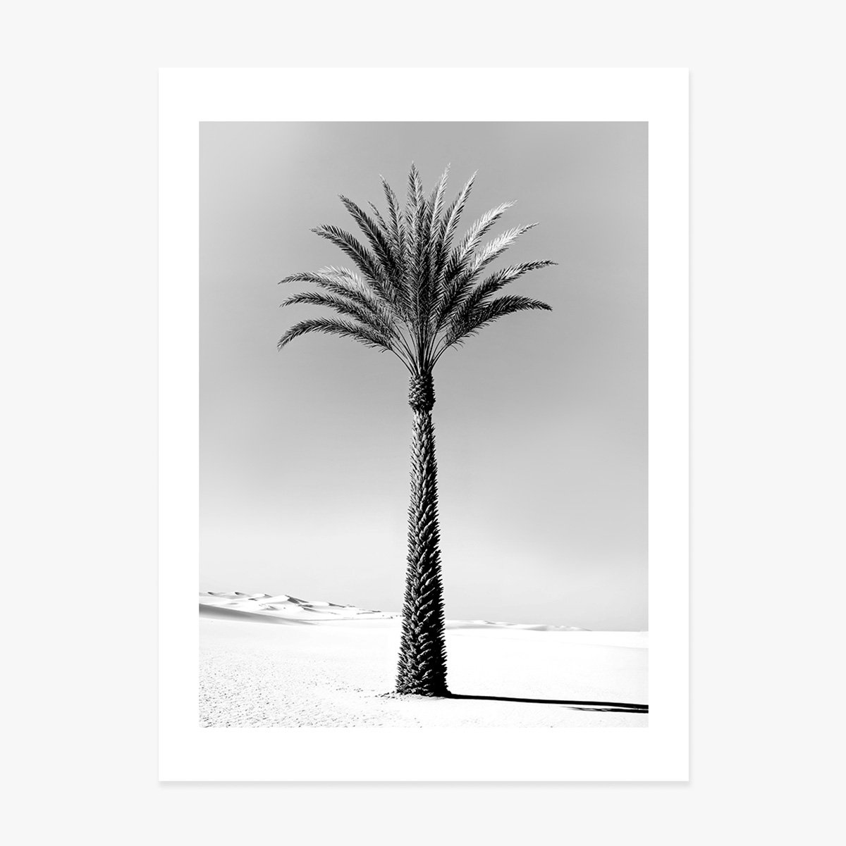 Affiche « Palmier en noir et blanc »