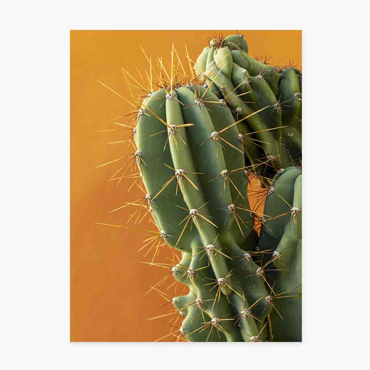 Affiche « Cactus » sur fond coloré
