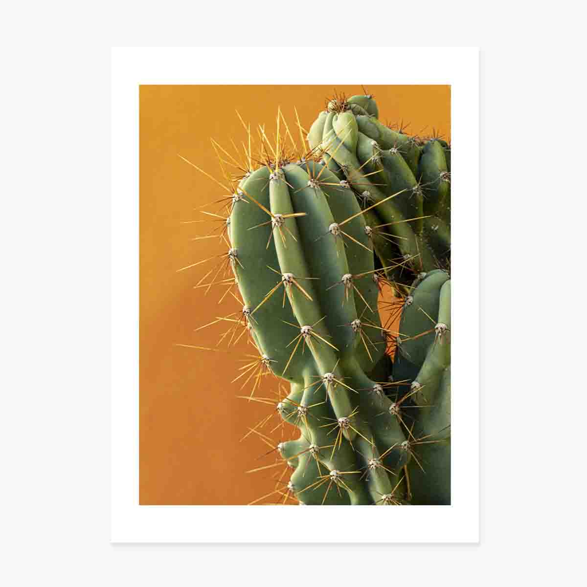 Affiche « Cactus » sur fond coloré
