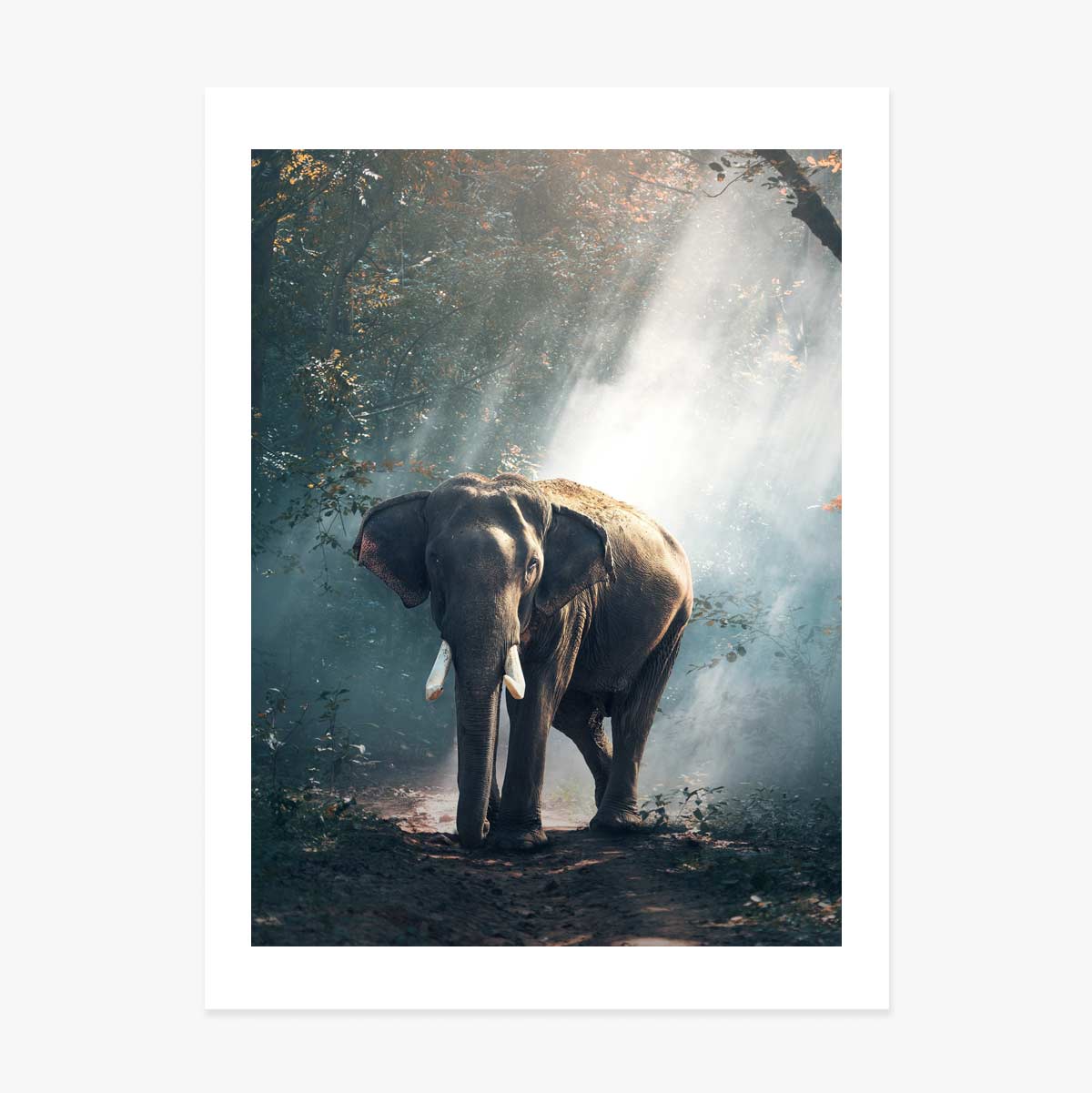 Affiche « Éléphant »