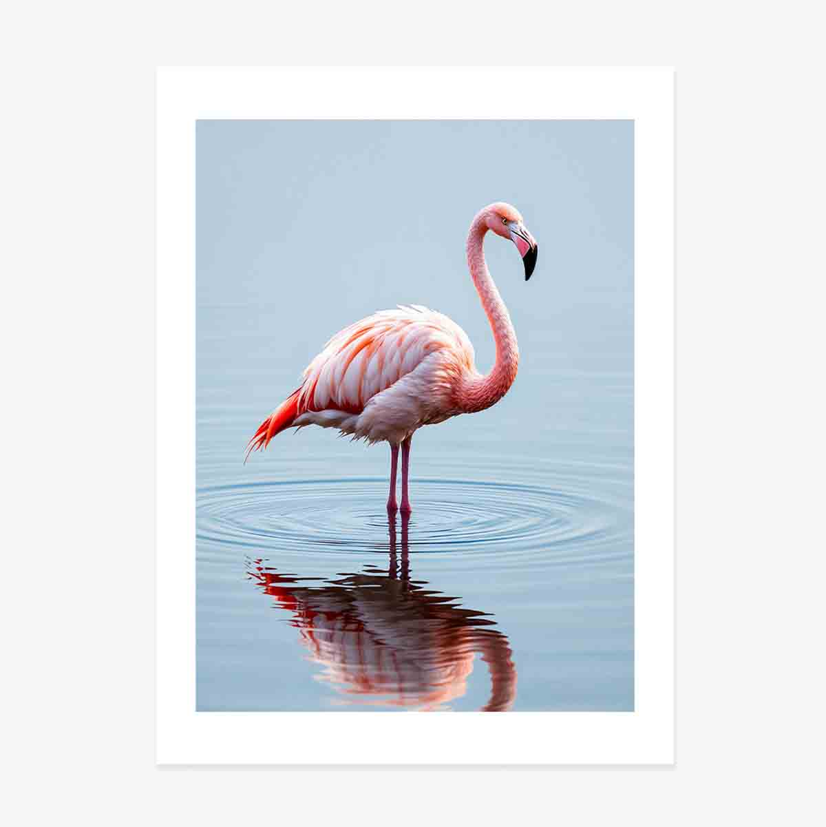 Affiche « Flamingo »