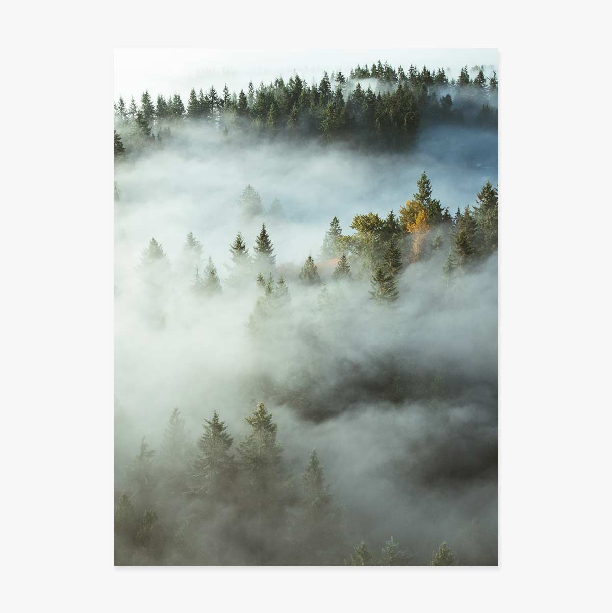 Affiche « Forest In Mist »