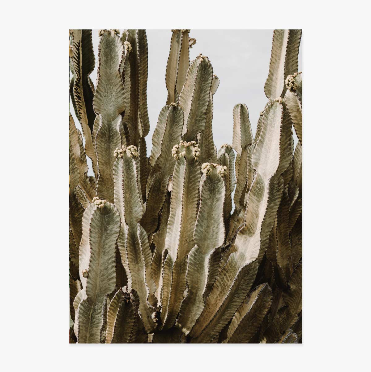 Affiche « Green Cactus »