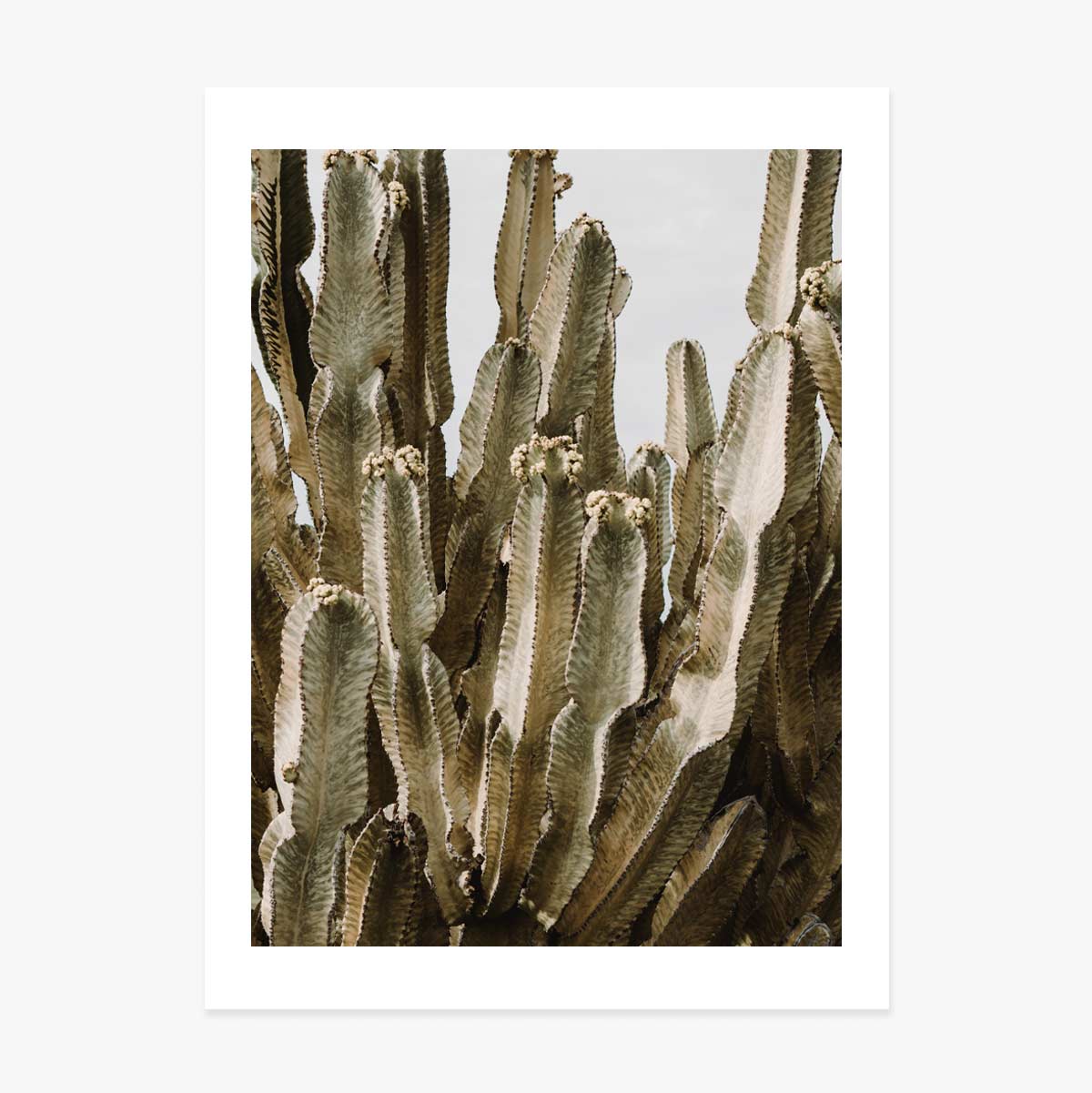 Affiche « Green Cactus »