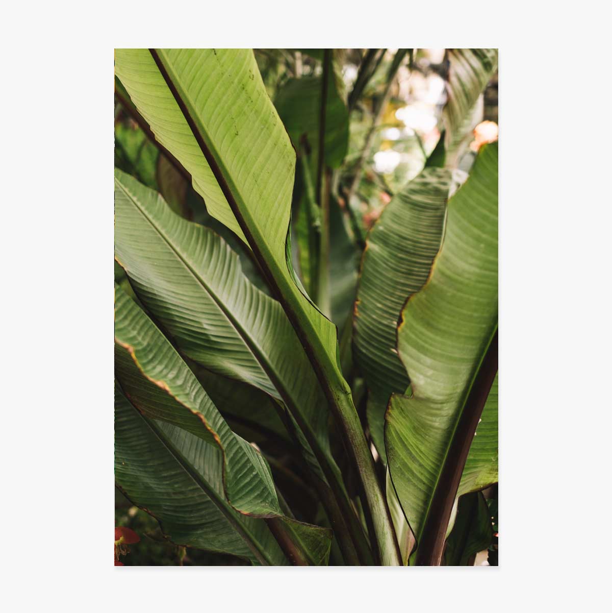 Affiche « Feuilles vertes »