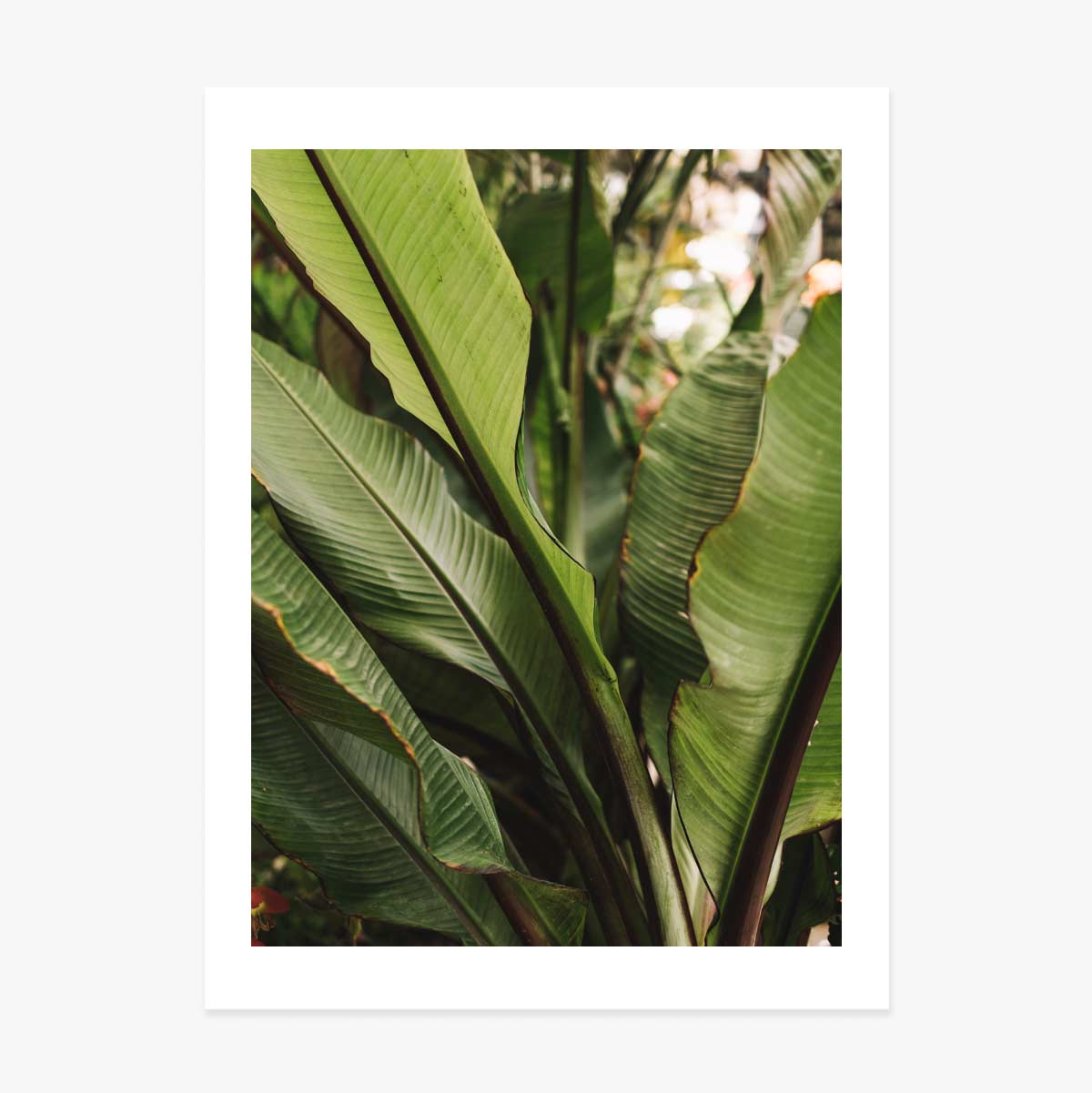Affiche « Feuilles vertes »