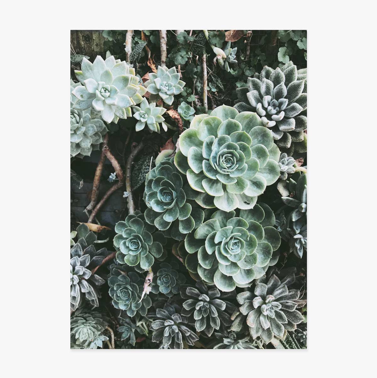 Affiche « Green Plants »