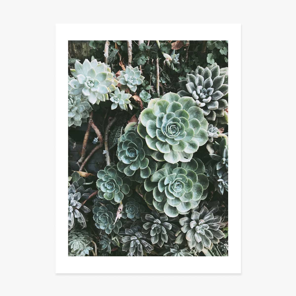 Affiche « Green Plants »