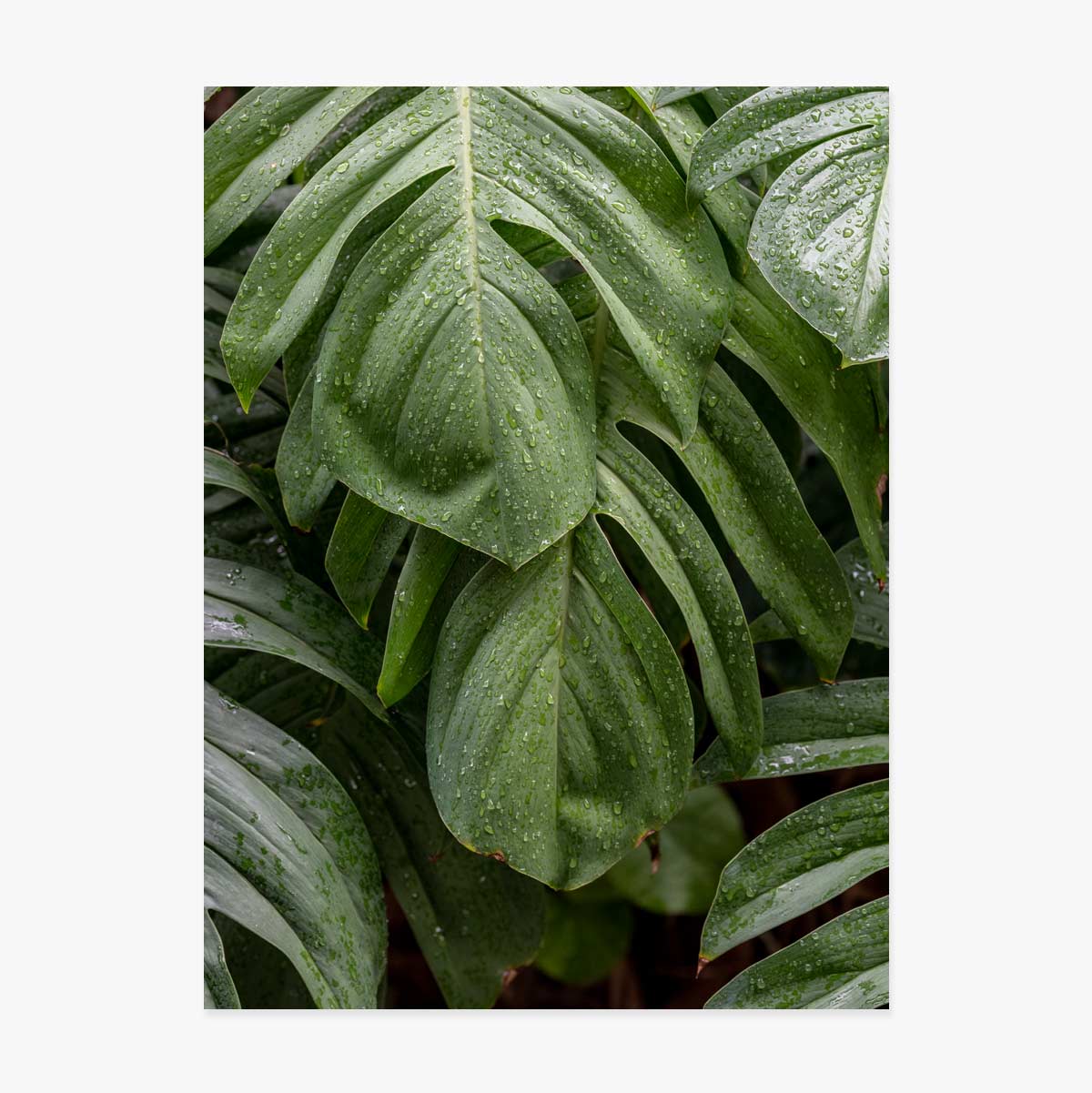 Affiche Monstera