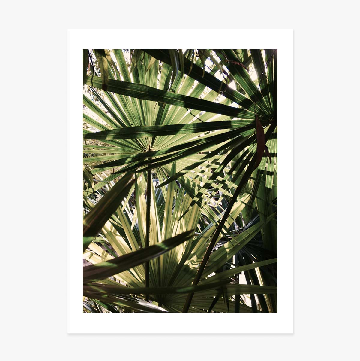 Affiche « Palm tree »