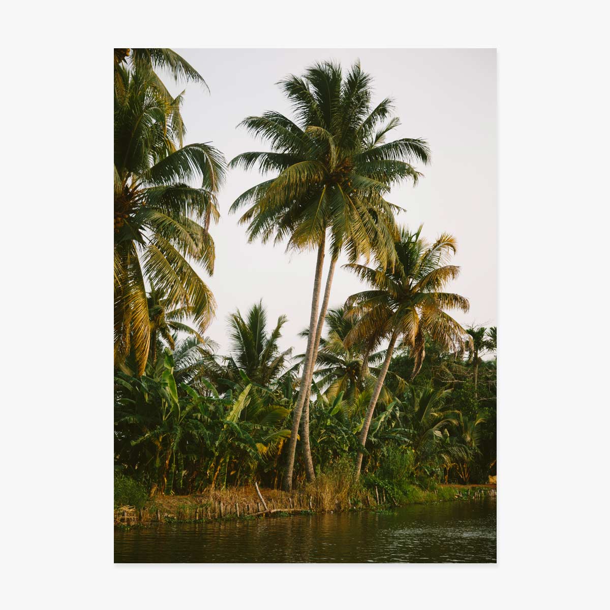 Affiche « Palm Trees »
