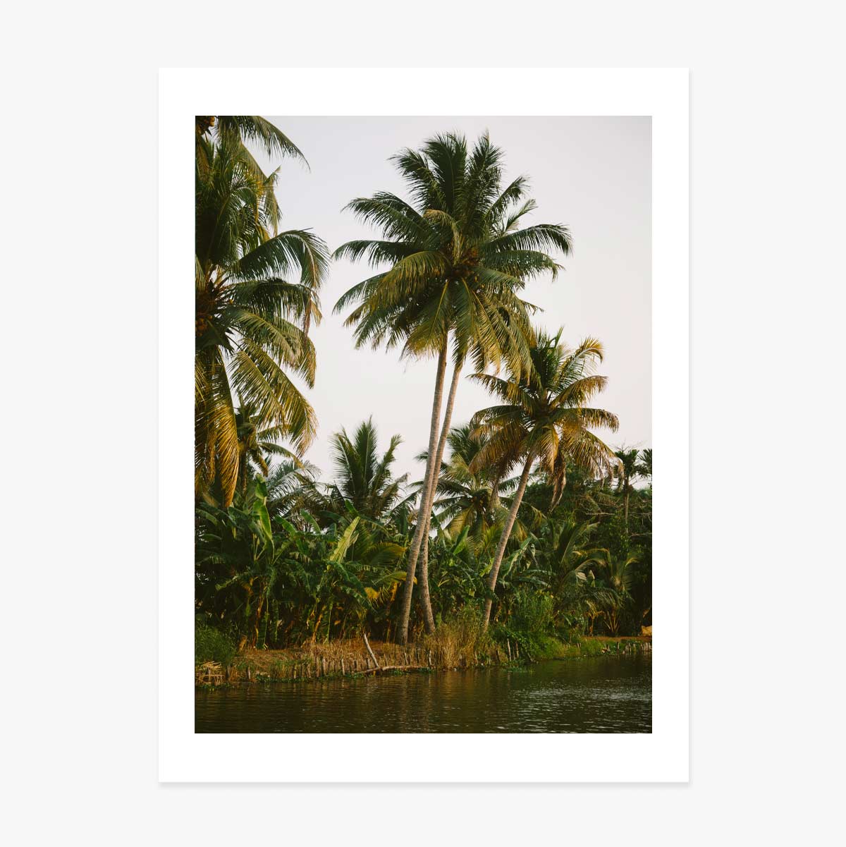 Affiche « Palm Trees »
