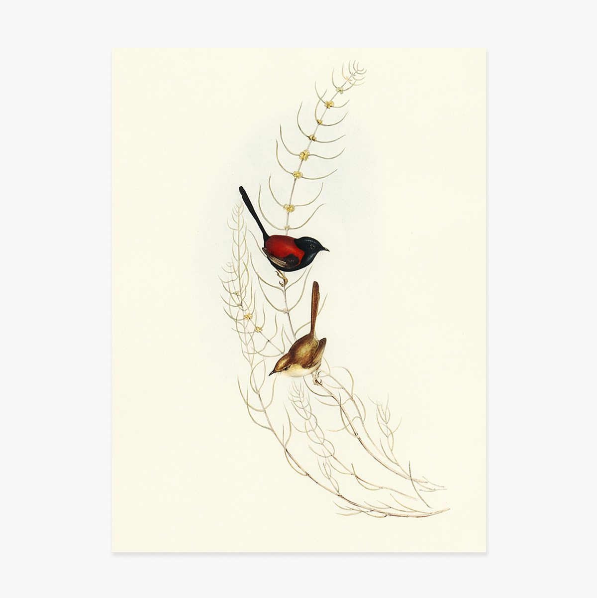 Affiche « Oiseaux colorés sur une branche »