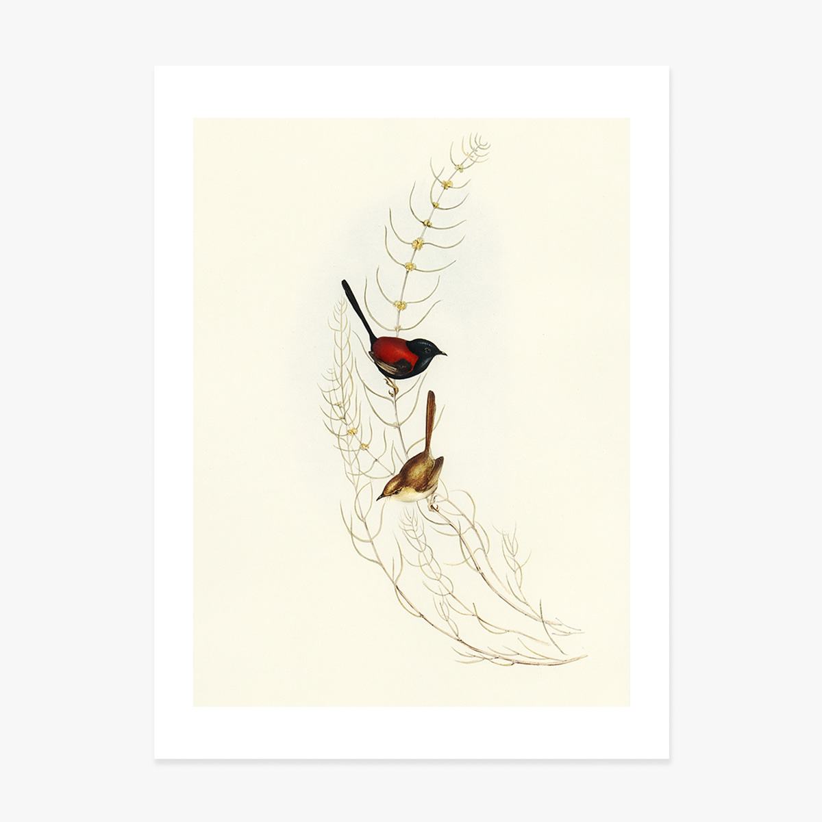 Affiche « Oiseaux colorés sur une branche »