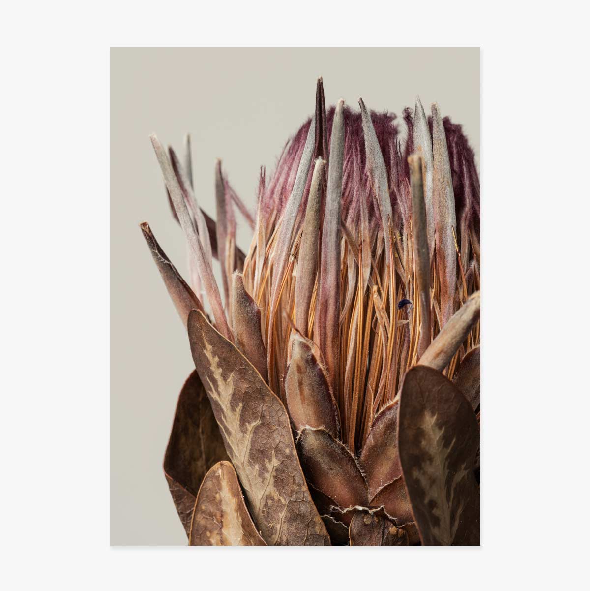 Affiche « Protea rose »