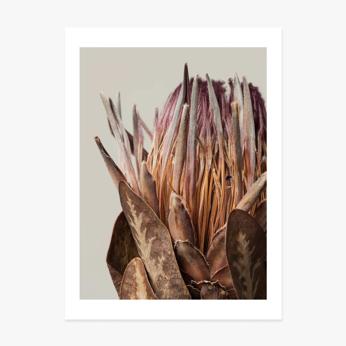 Affiche « Protea rose »
