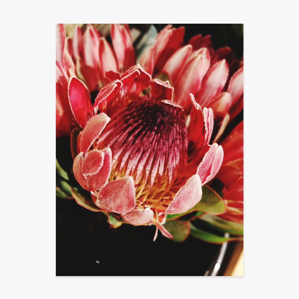 Affiche « Red Flower »