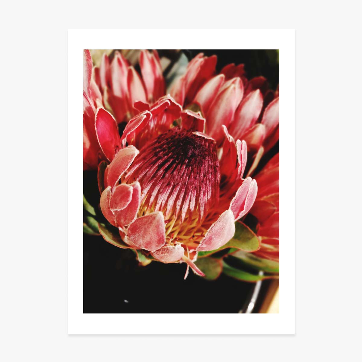 Affiche « Red Flower »