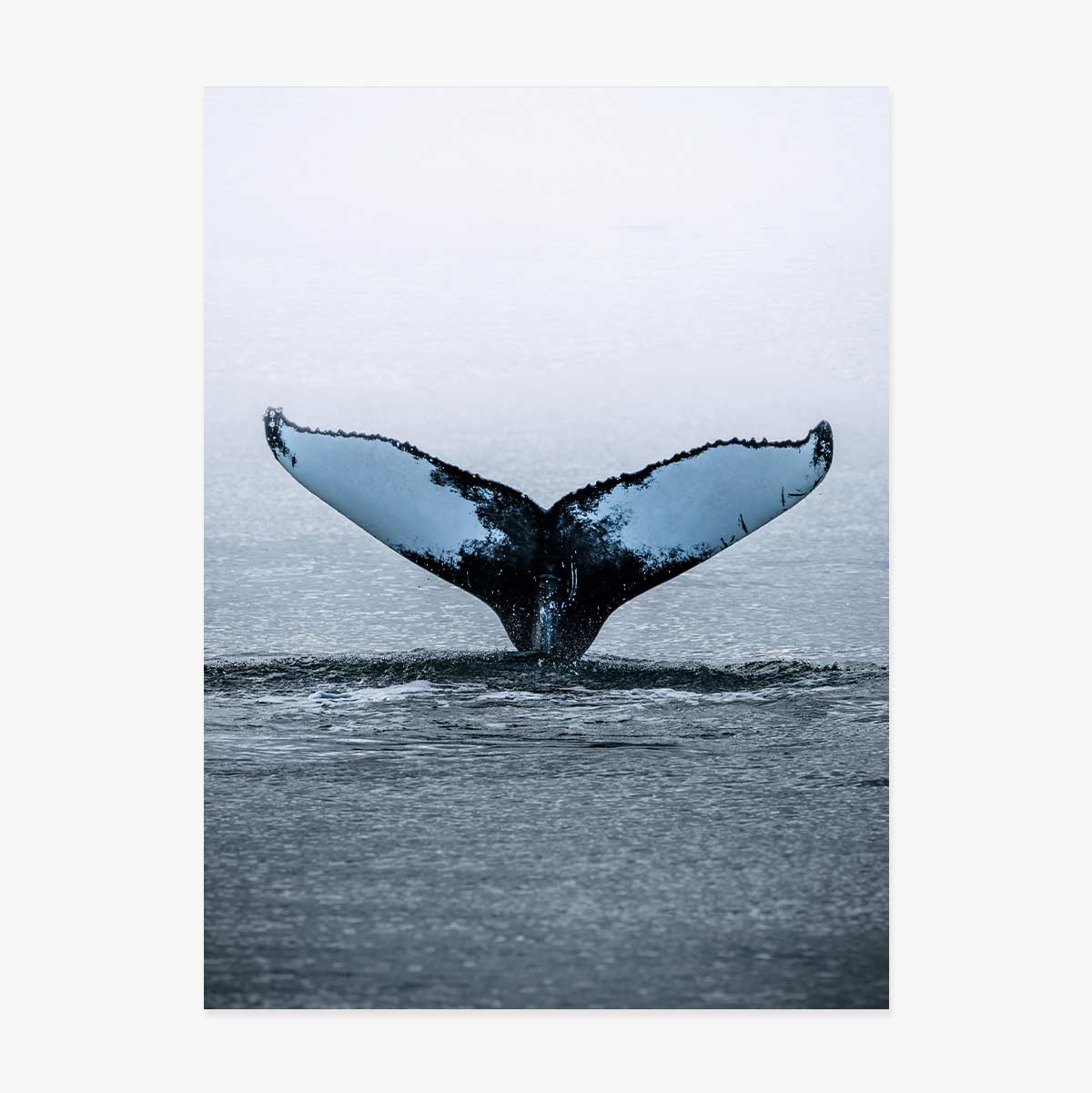 Affiche « Whale Tail »