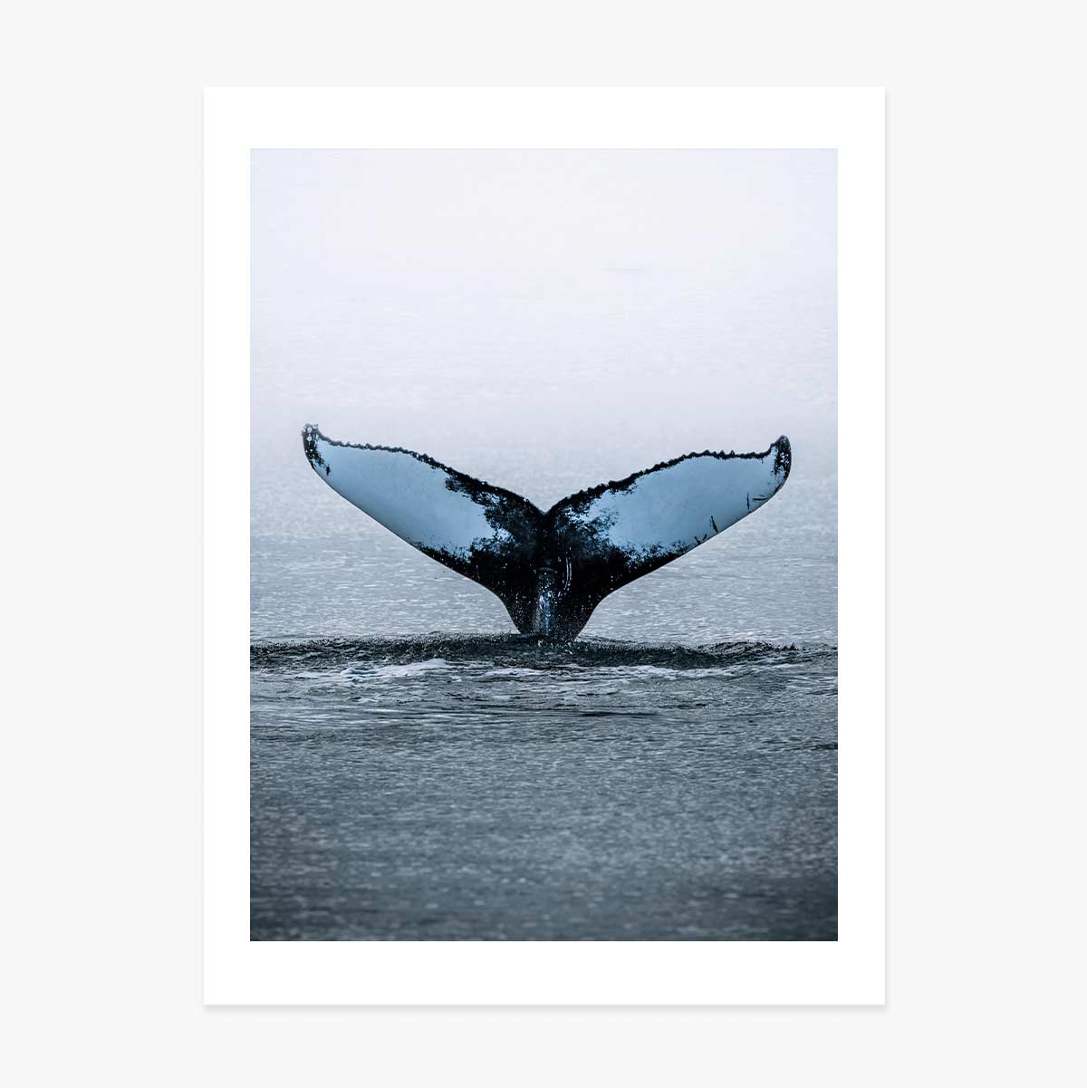 Affiche « Whale Tail »
