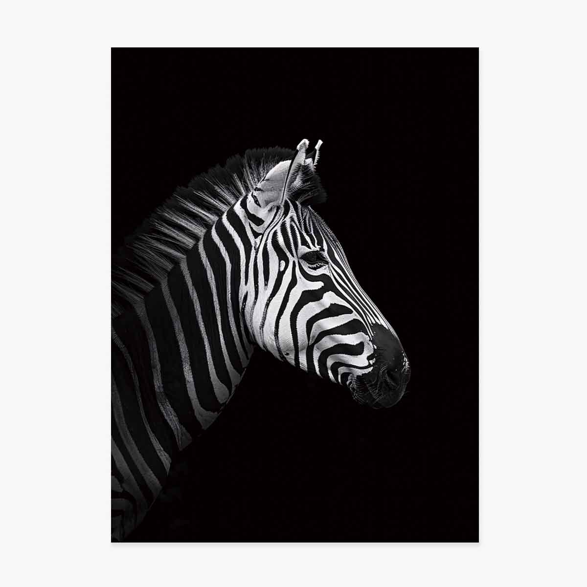 Affiche Zebra